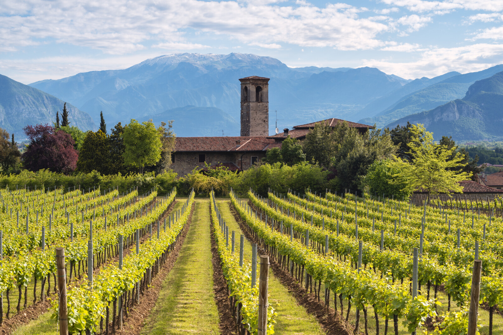 Vineyards in Franciacorta