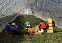 Laos Links South Korea Work Visas to Overstay Rates as Program Expands